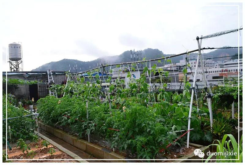 聽說了嗎,多米居然開始搞副業(yè)了?