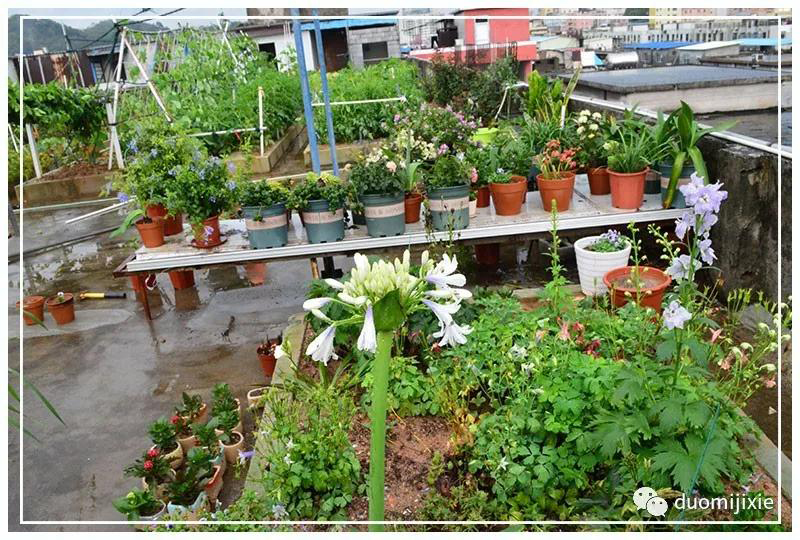 聽說了嗎,多米居然開始搞副業(yè)了?